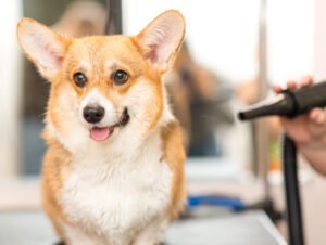 dog-corgi-drying-pet-grooming-and-hairstyle-concep-NHF7CHF_blog