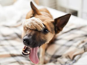 embarassed-dog-on-bed-SA2BDZW_blog