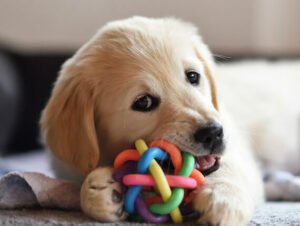 golden-retriever-dog-puppy-playing-with-toy-PHFQKHE_blog