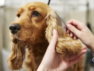 hands-of-female-groomer-combing-cocker-spaniels-ea-SRTZTQ4